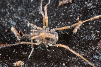 Media type: image; Invertebrate Zoology 138097
